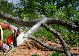 Tree and Shrub Care in West Homestead, PA